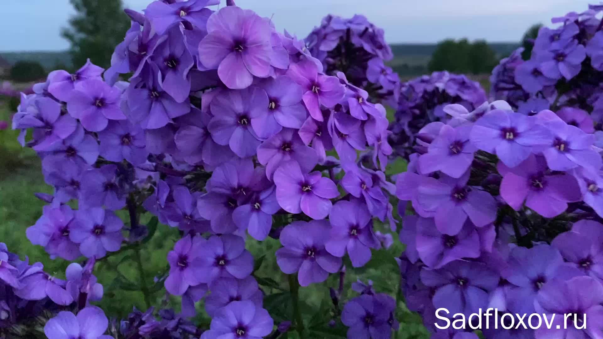 Общество любителей флоксов спб. Мир флоксов. Флокс оленька цвет по шкале. Флокс анна федоровна. Сайты флоксов.