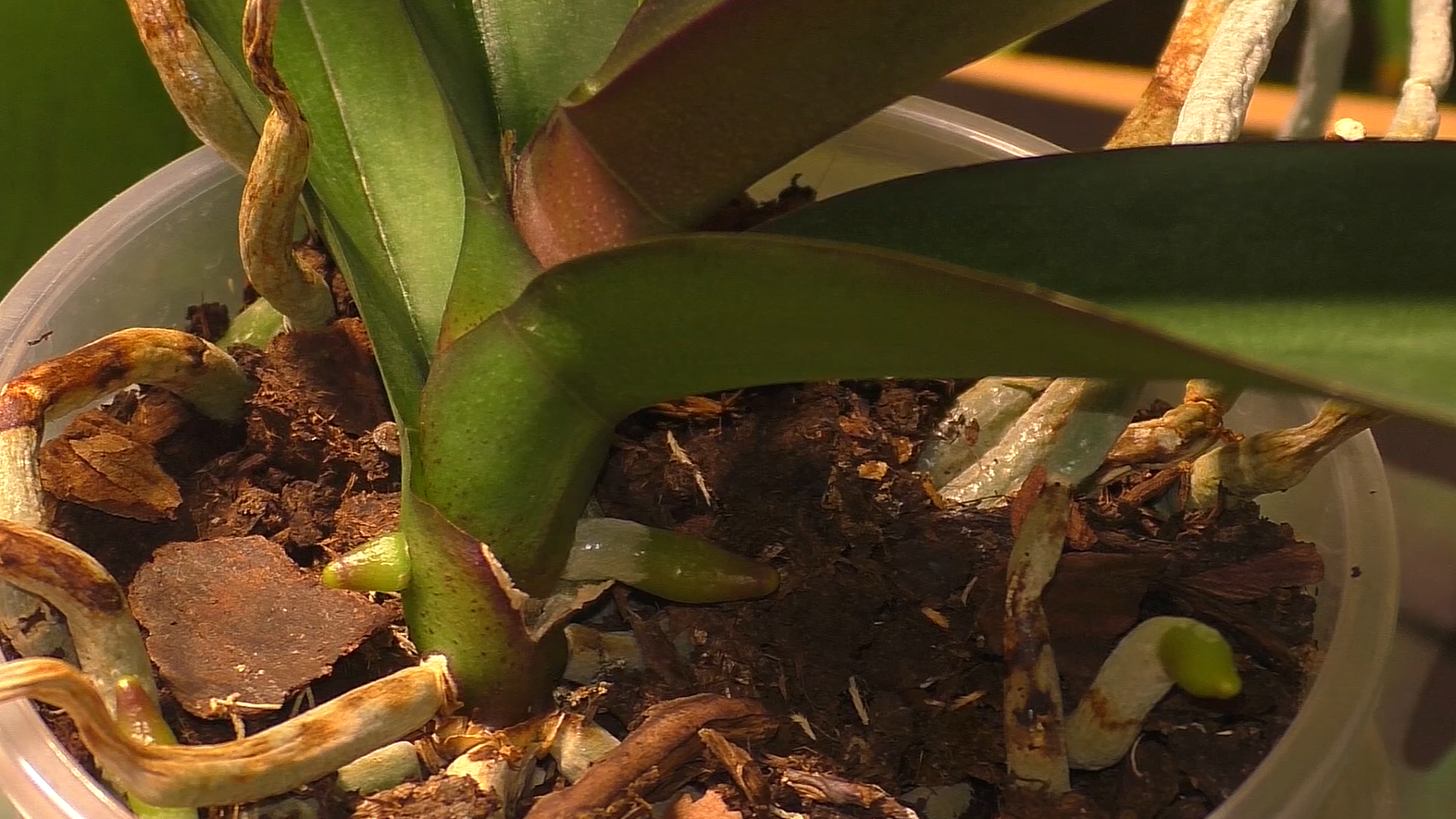 Пересаживаем орхидею фаленопсис. Пересадить орхидею с цветоносом. Как пересадить орхидею в домашних условиях пошагово с фото. Пересадить орхидею. Пересаживаем орхидею фаленопсис.