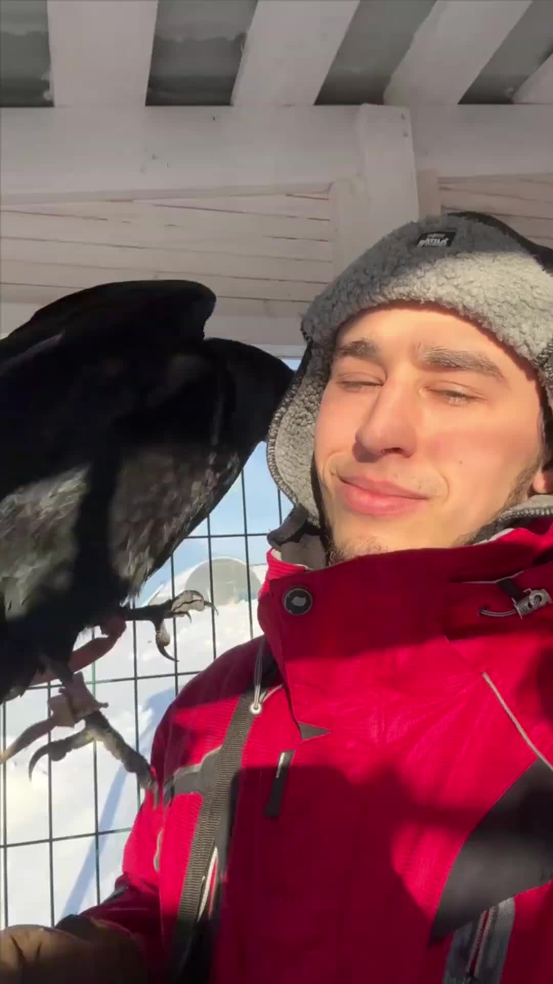 Ворон тв. Ворона тв. Ворон гоша ютуб. Ворон гоша. Ворон гоша.