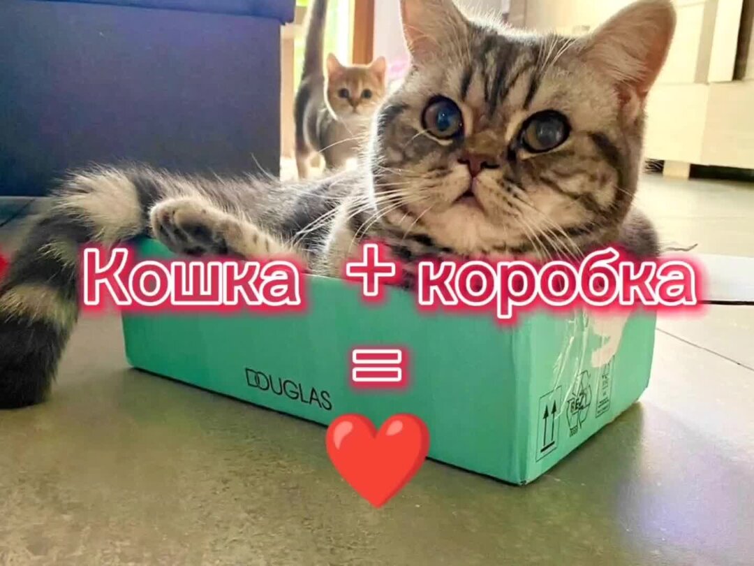 Кошка в коробке