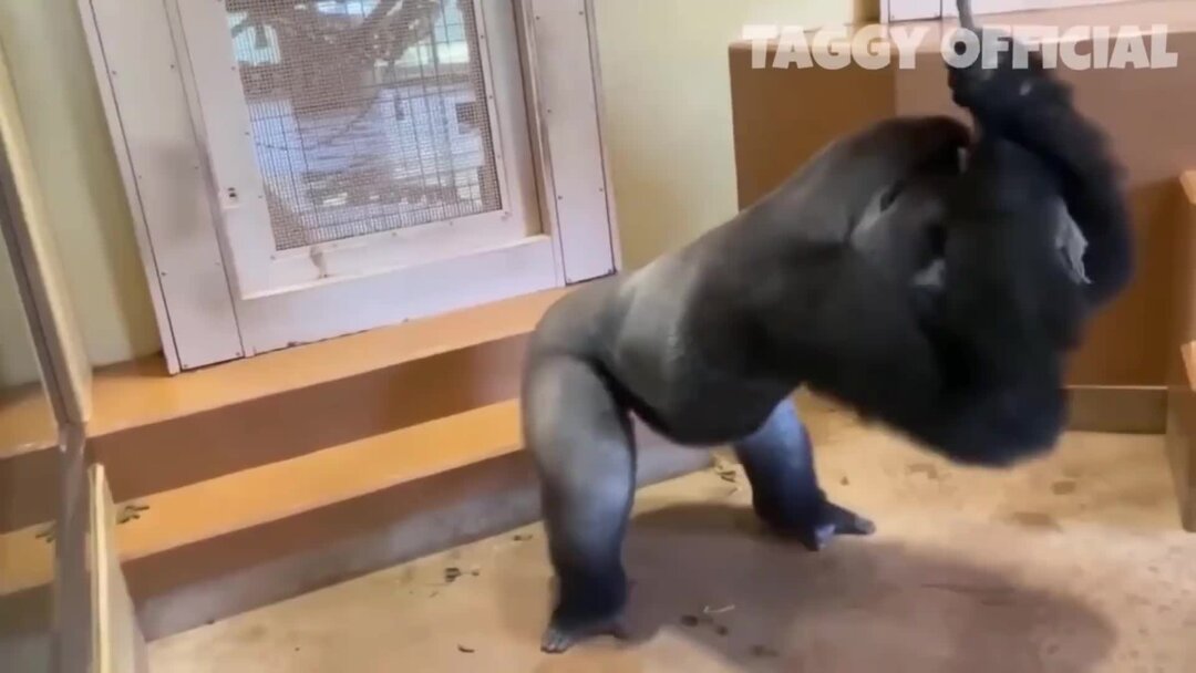 Неприличные ситуации. Смешные видео каналы. Смешные видео каналы. Смешные видео каналы. Самые популярные смешные ролики.