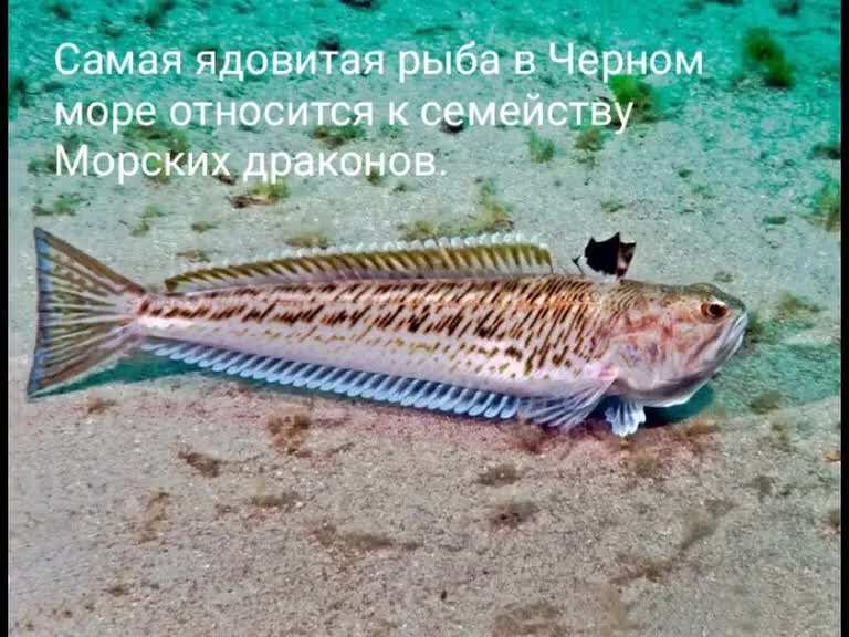 Морской дракон рыба черного