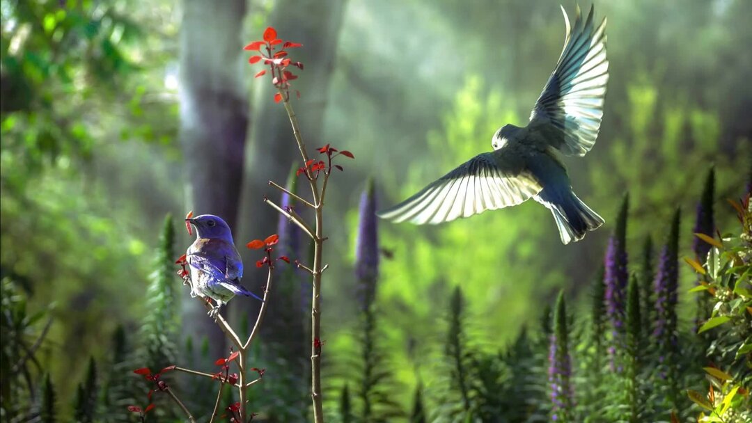 Звуки птиц для сна. Птицы в лесу. Звучащая природа. Эстетика леса. Звуки птиц в лесу.