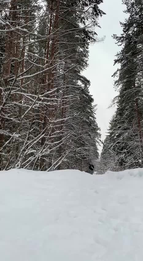 Лес тренинг