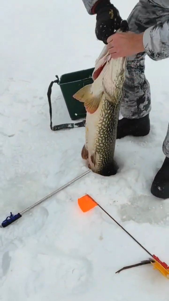 вес и возраст щуки таблица. щука 1. длина щуки и вес. щука сколько килограмм. средний размер щуки.