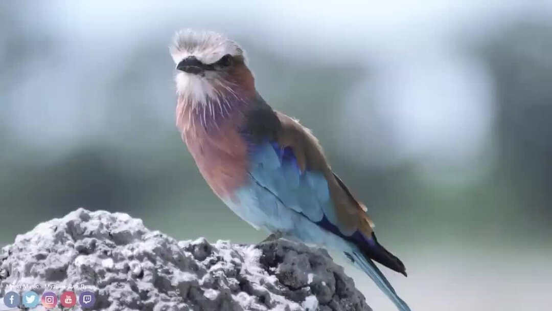 ты моя луна. на моей луне. ты мая луна. ты моя луна. Ti moy луна.