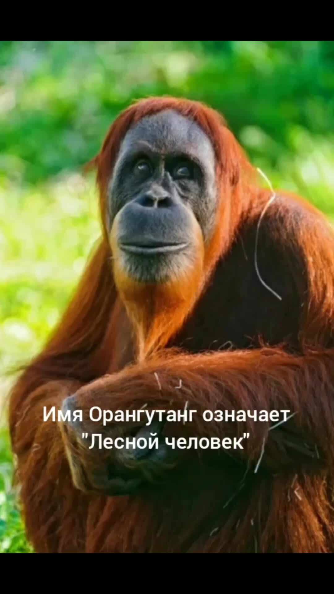 Рыжая большая обезьяна