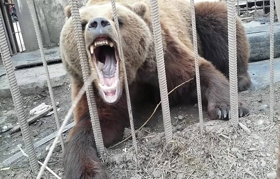 к чему снится медведь нападает на людей