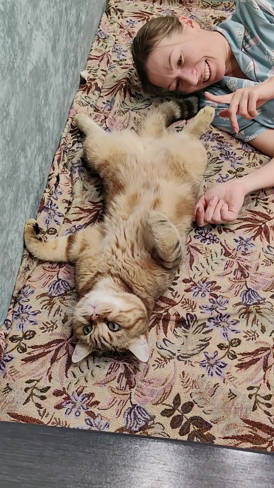 Стих про котика для детей. Кот с гитарой. Кот говорит песня. Кот из тик тока кот. Кот говорит песня.