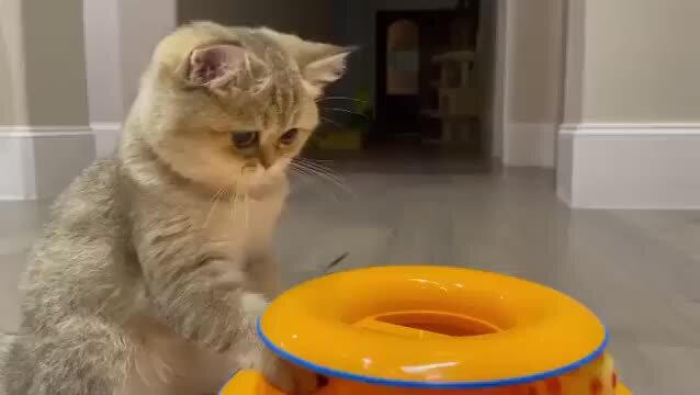 драться. котик с гитарой. кэт симулятор. играем на коте видео. игры про котят.