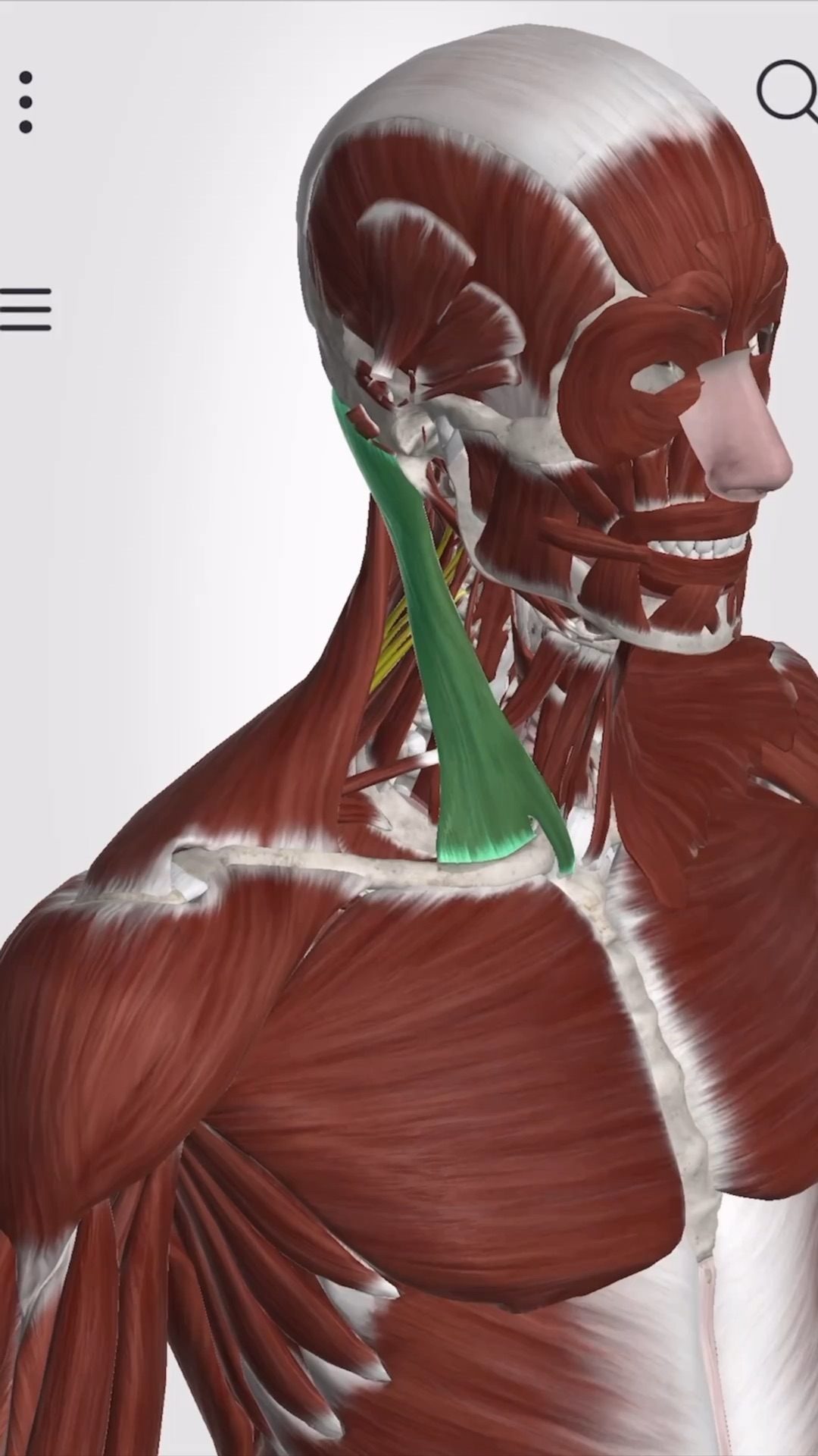 яремная вена анатомия животных. поверхностные мышцы туловища свиньи. яремная вена у коровы анатомия. мышцы грудной клетки животных.