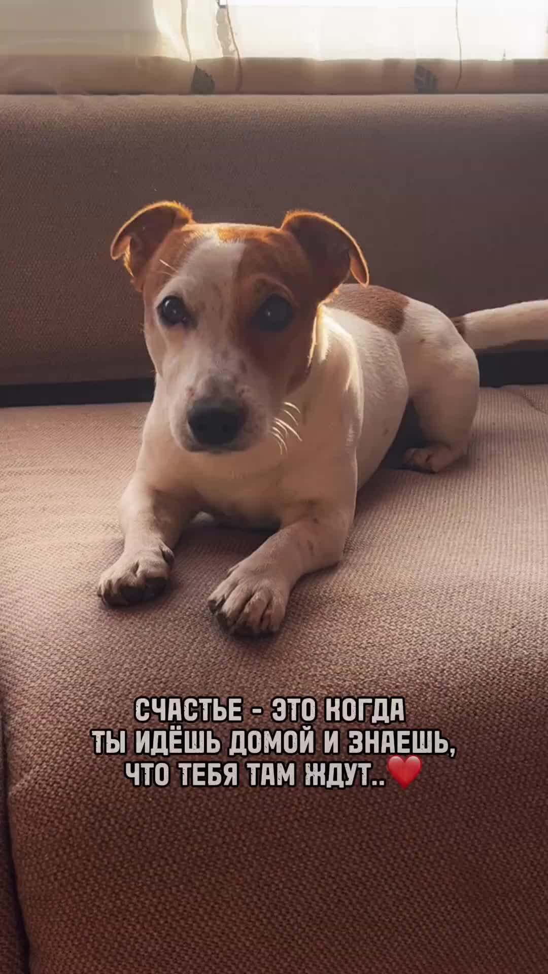 Мартин и Василиса | А кто тебя ждёт дома?🐶🐾😺 | Дзен