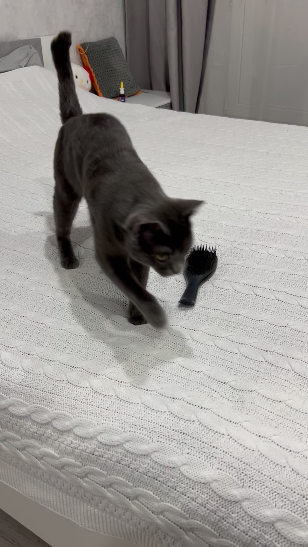 кот хвост мяукает. кошка мяукает звук. кошка мяукает. кошка хвост трубой. почему коты мяукают без причины.