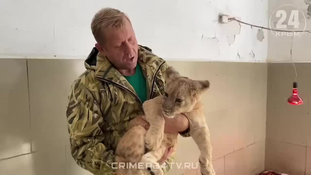 львенок асада последние. пума месси. встреча человека с рысью. львенок асада последние. муромский волк.