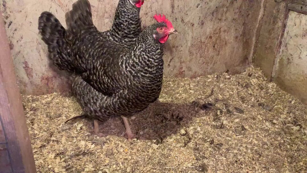 Фермер 3 2. 2м. Фермер 3 2. Фермер 3 2. Газель фермер 3.