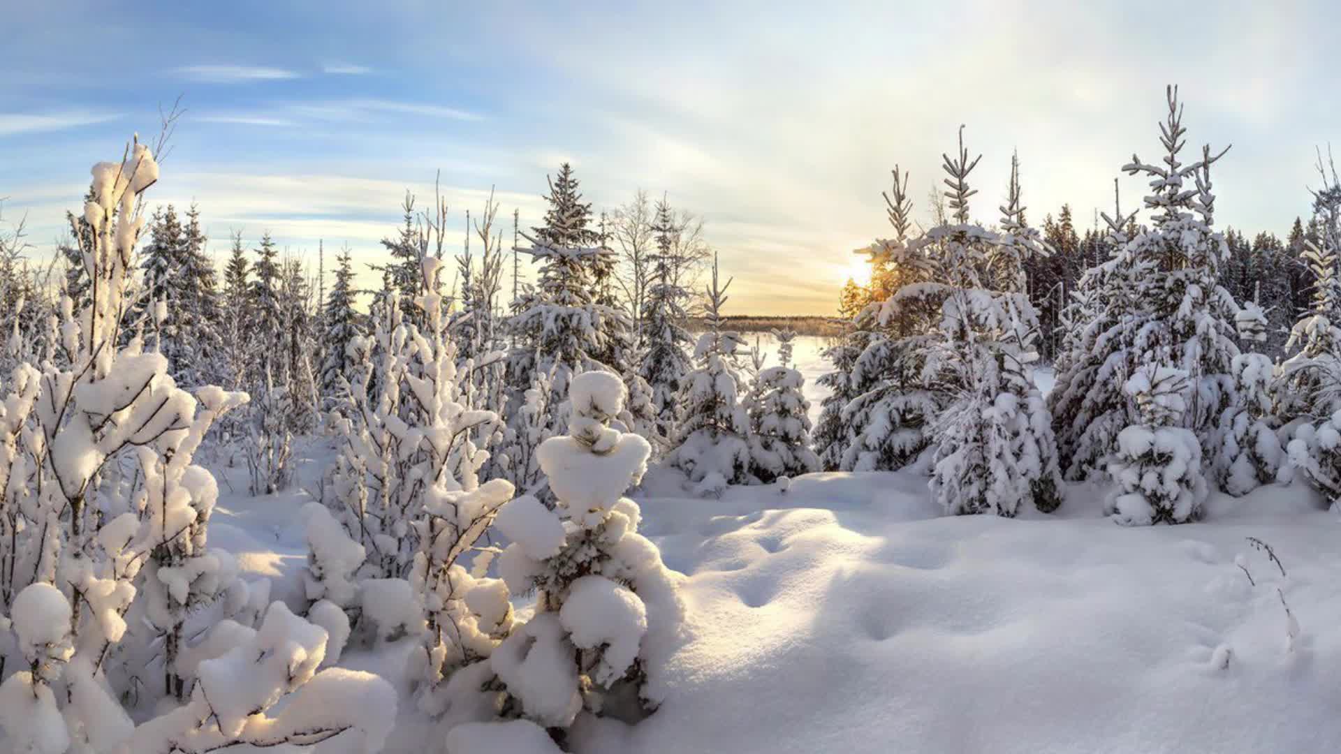Где в тайге самые низкие температуры зимой. Северная Тайга Коми. Республика Коми зима. Северная природа.