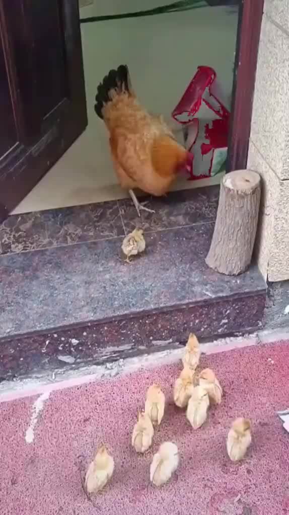 зоомагазин отдел грызунов. айболит зоомагазин. зоомагазин нея. зоомагазин ассортимент. зоомагазин в америке.