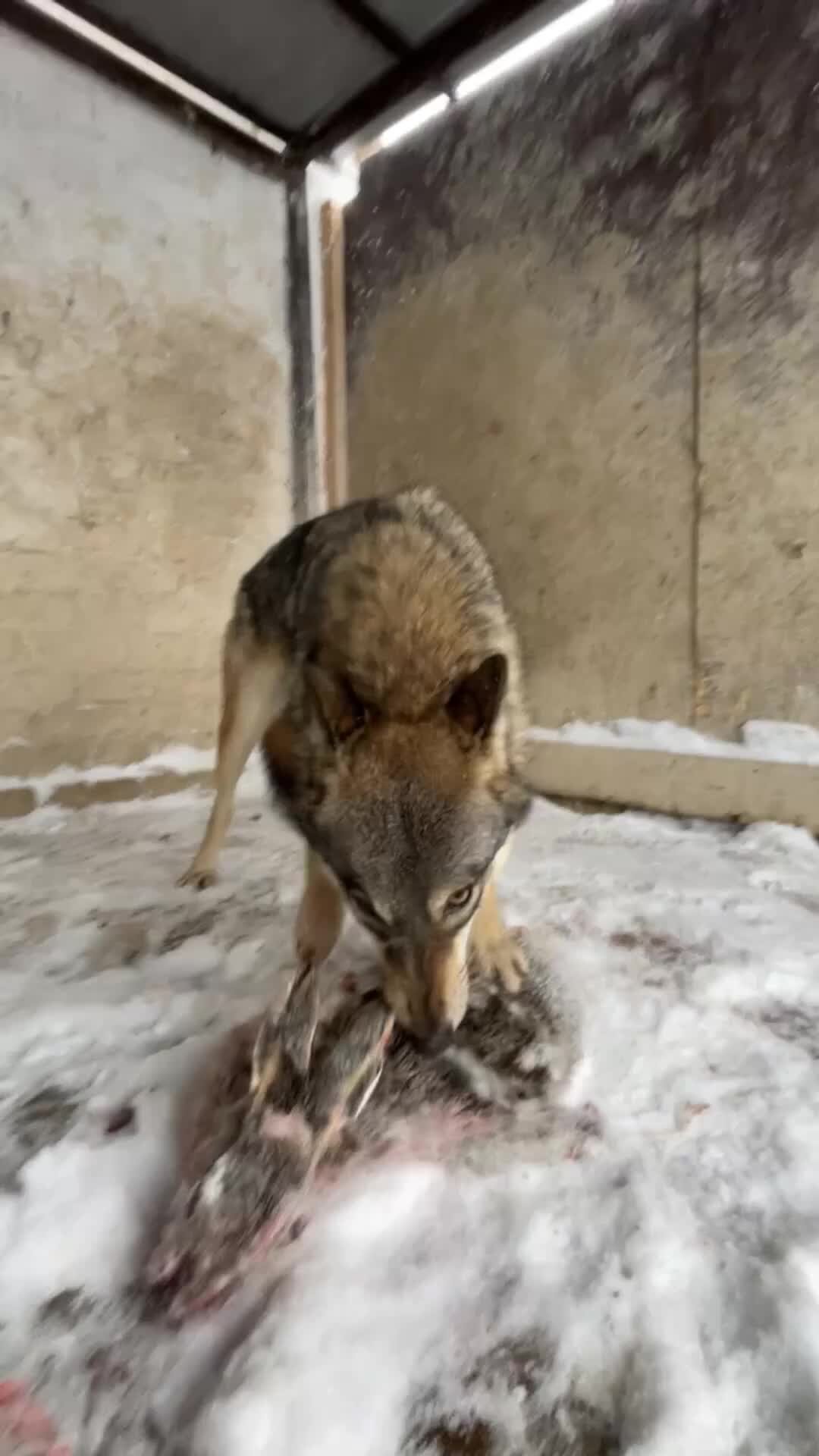 Волк волку брат песня. Волк волку брат песня. Волк джейкоб и сэм. Michelle paver wolf brother. Волки друзья.