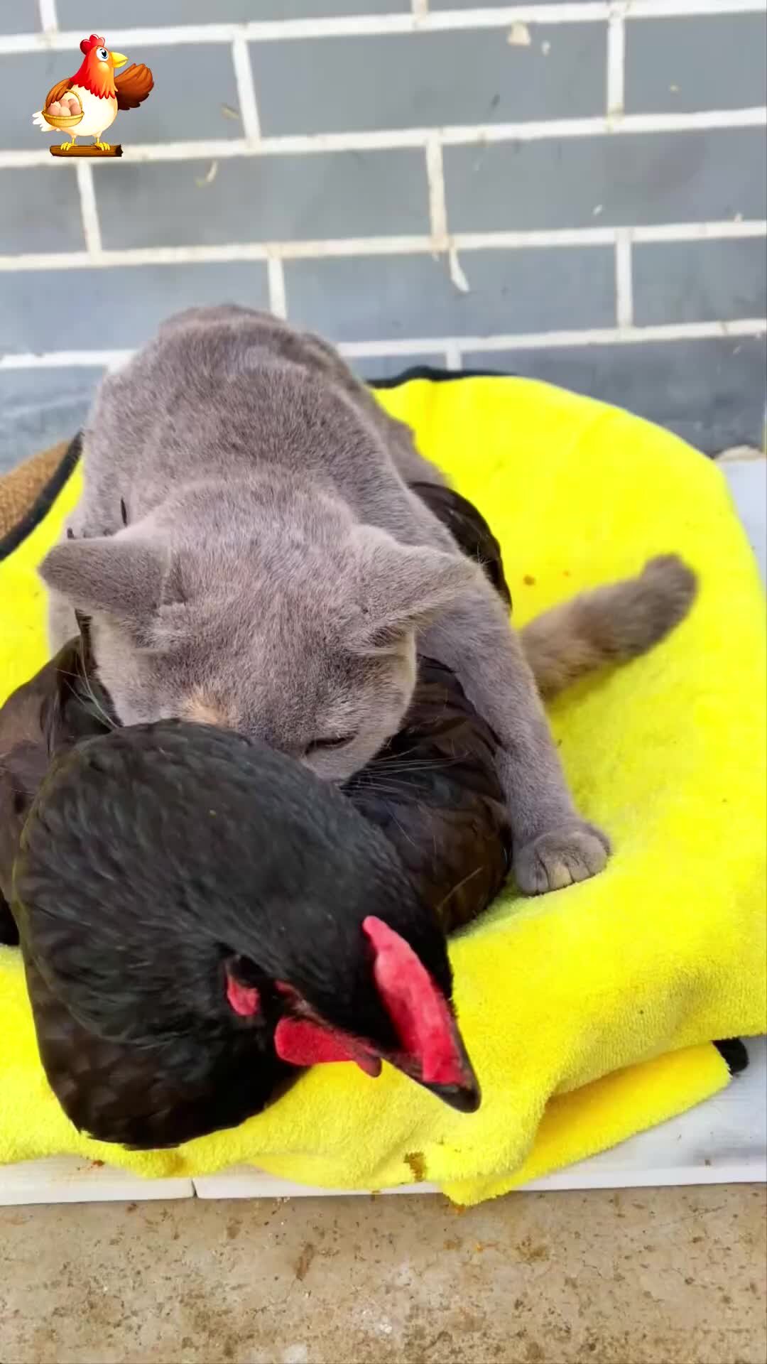 Курочка | Мир кур 293 | Дзен