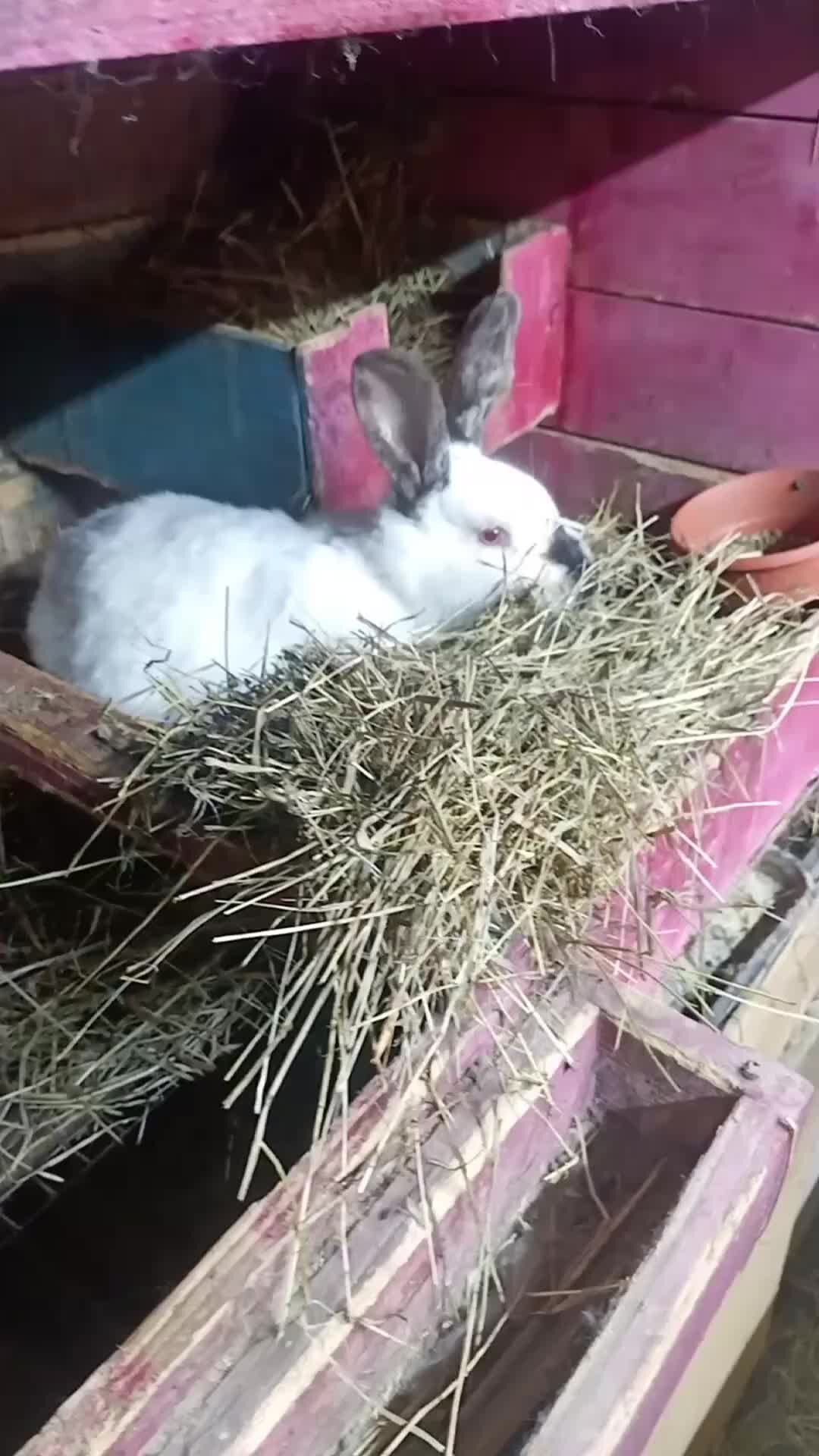 крольчата. кролик фото. маленький зайчик. новорожденный кролик. маленькие кролики.