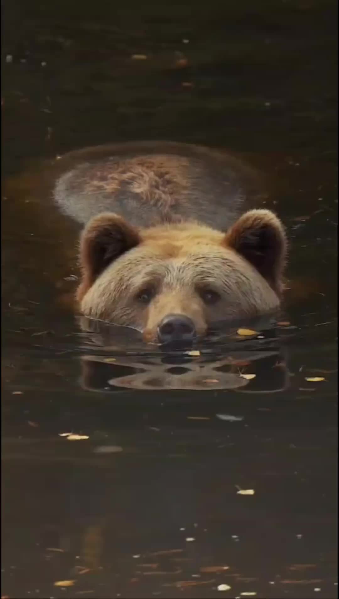 Медведь здоровается. Медведь в кустах. Медведица с медвежатами. Медведь из кустов. Медведь ну ка.