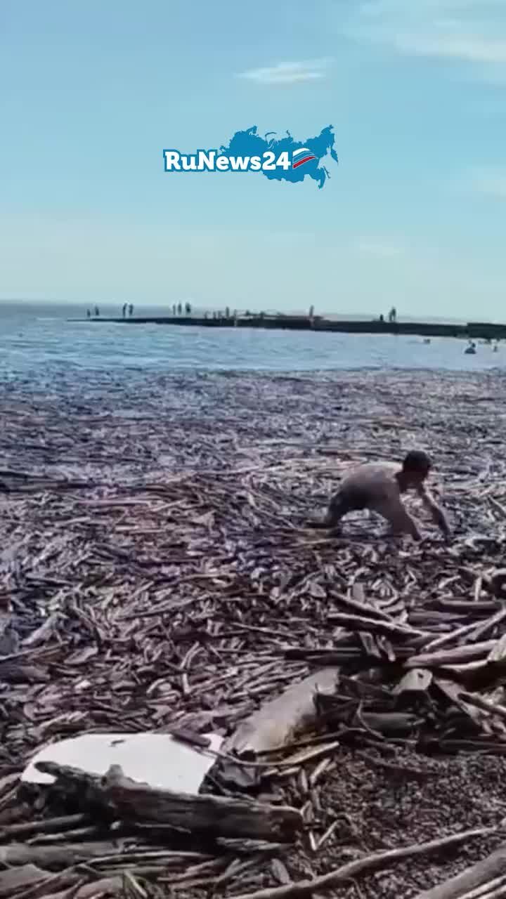 Завали дерев