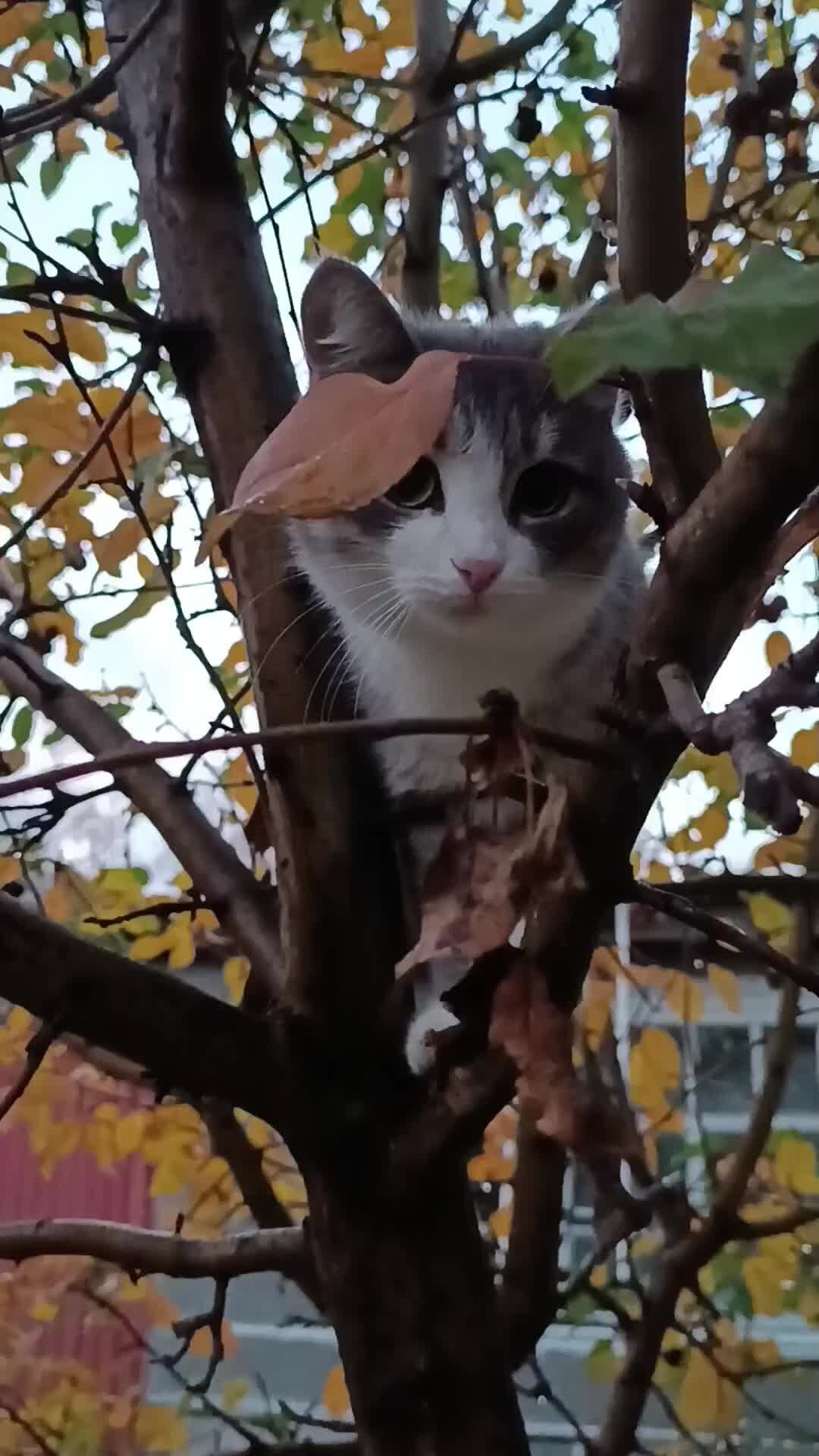 КОШКИН ДОМ | Как хорошо по дереву полазить, когда листья облетели!😺 | Дзен