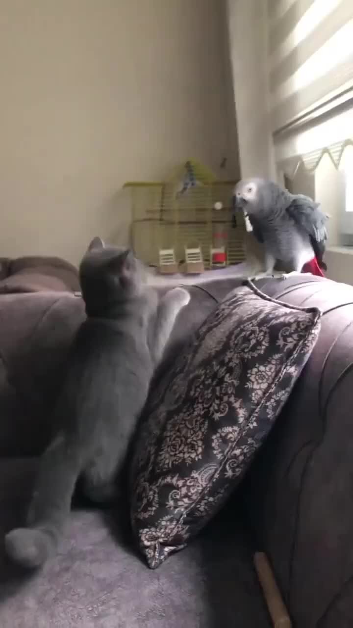 Чикань волнистых попугаев. Волнистый попугайчик зеленый. Канарейка и волнистый попугай. Как успокоить попугая. Волнистый попугай орет.