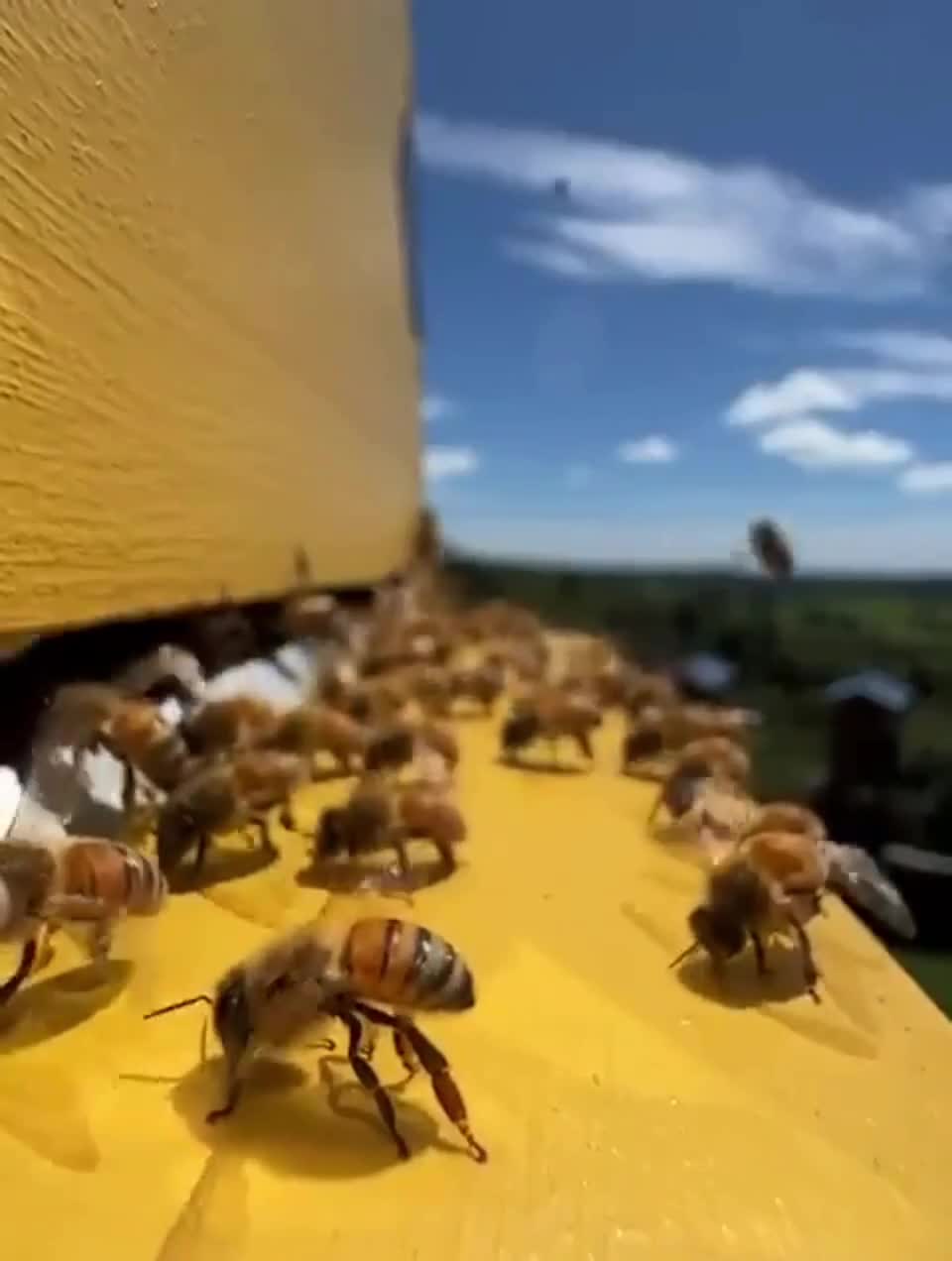 входящие проводников. проводник поезда. электробезопасность для проводников пассажирских вагонов. требования к проводнику пассажирского. проводник профессия.