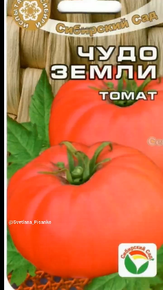 томат чудо лентяя семена. томат засолочное чудо характеристика и описание. сорт помидор чудо лентяя. томат штамбовый засолочный. томаты чудо света описание сорта.