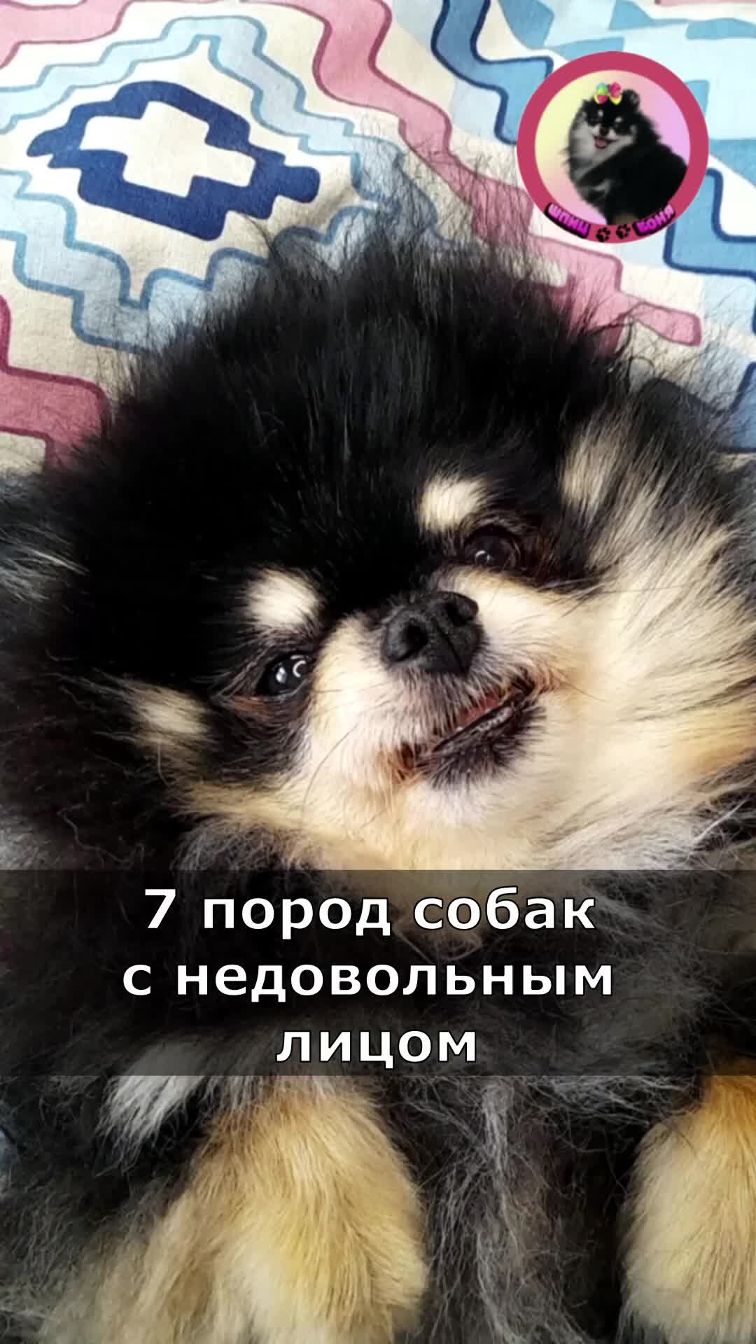 Шпиц Боня | 7 пород собак с недовольным лицом 🐶 | Дзен