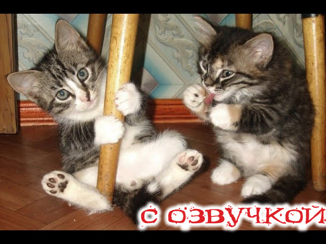 смешные котики 2022 и другие животные. смешные коты с озвучкой.