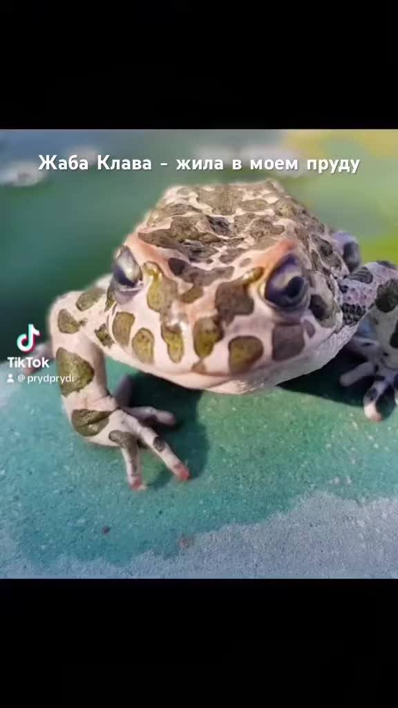 Чем полезны лягушки. Полезны ли лягушки. Лягушка ест комаров. Полезны ли лягушки. Факты о лягушках.