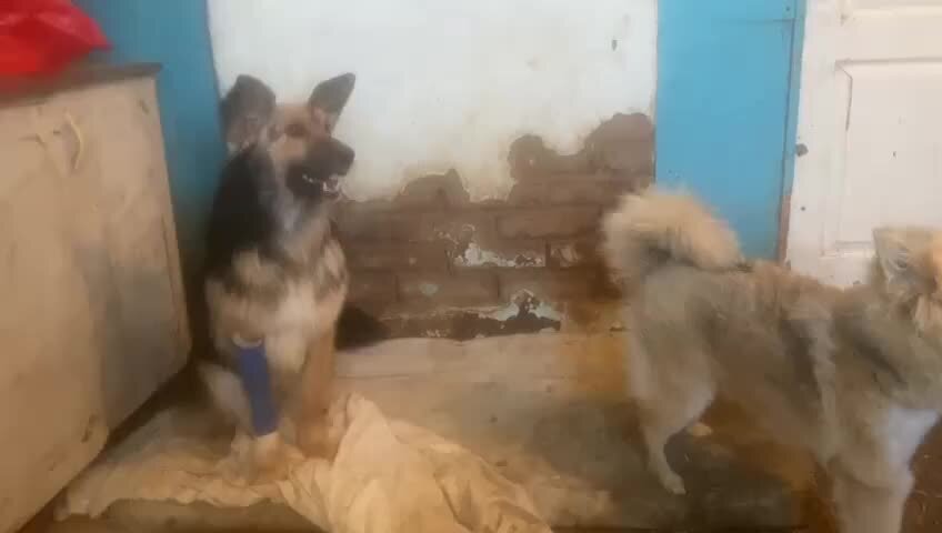 Кот и пес михайловка волгоградская область каталог. Кот и пес территория. Бродячие кошки и собаки. Дружба кошки и собаки. Взрослый кот и щенок.