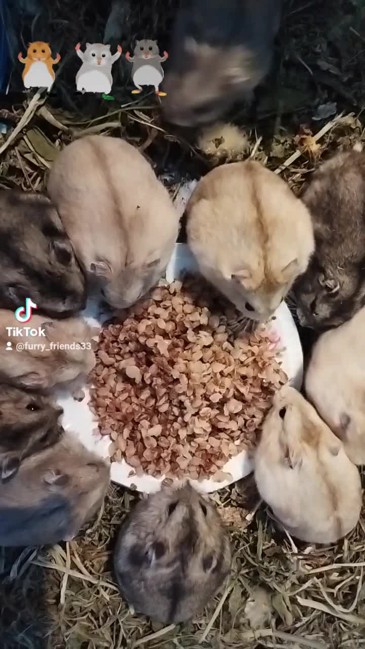 Можно хомякам гречку