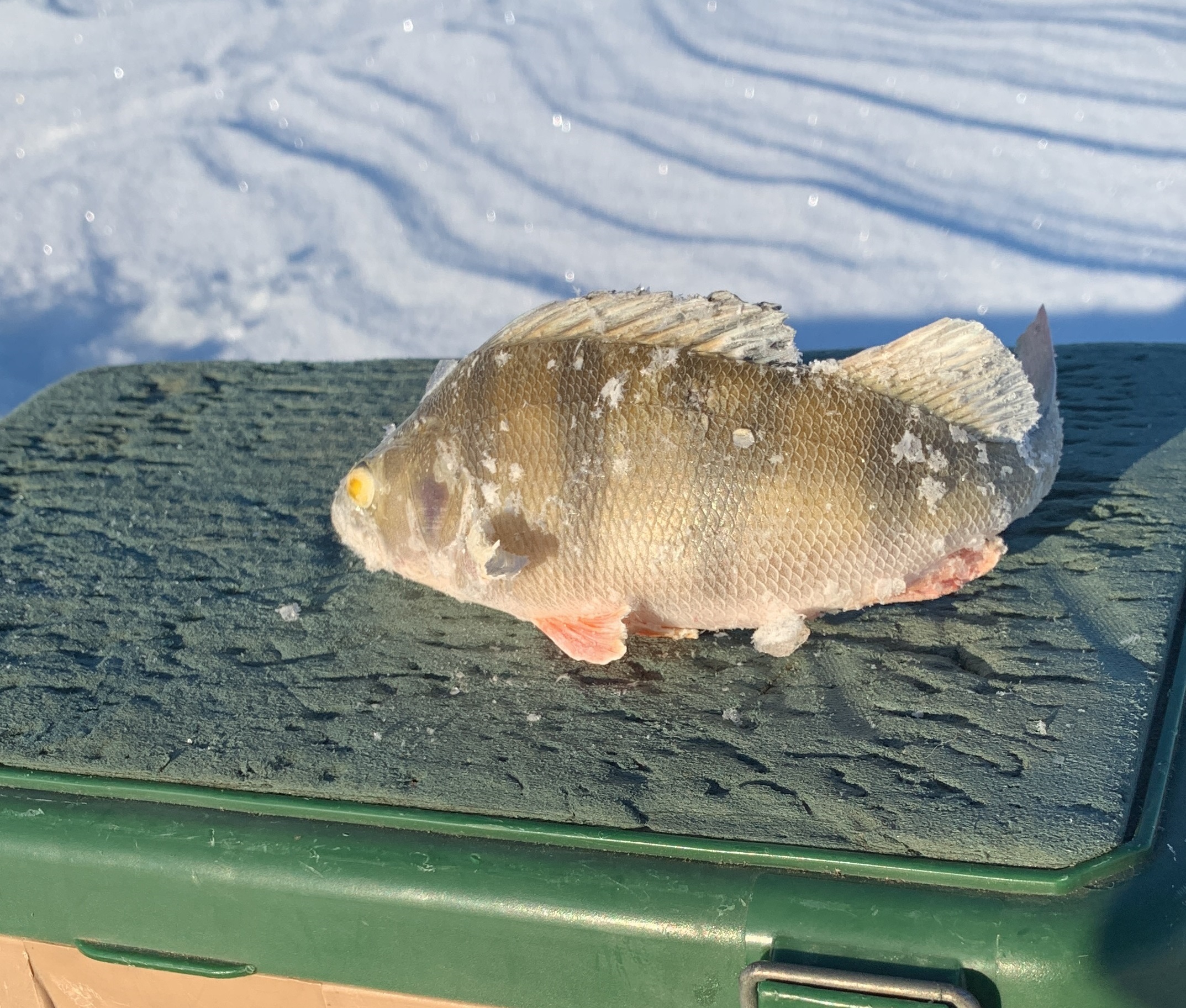 Таблица клева щуки. Таблица когда клюет рыба. В какую погоду клюет окунь. Лунный календарь рыболова на 2022. Таблица клева окуня зимой.