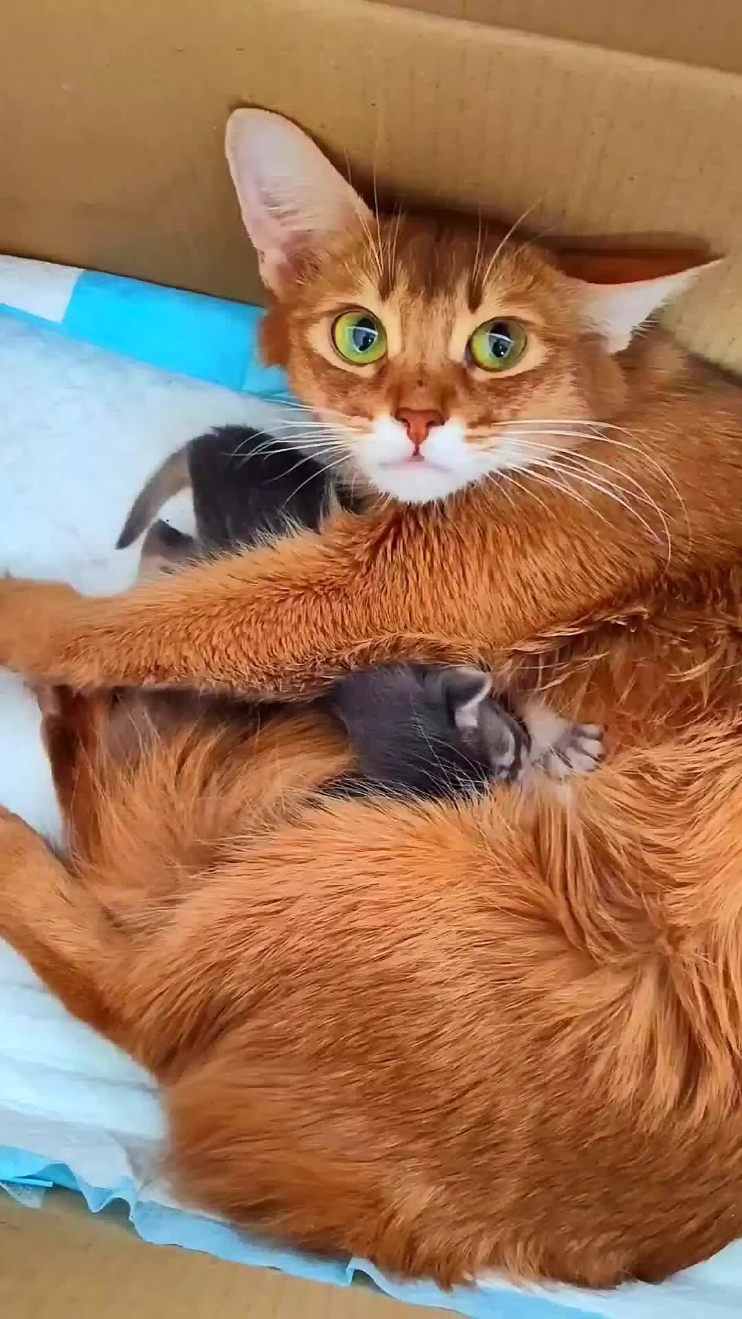 Мама кошка салават