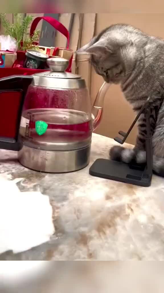 Коте тв мультсериал. Котик задом. Детская игра маленький котенок. Котенок котэ поп ит. Кот за ноутом.