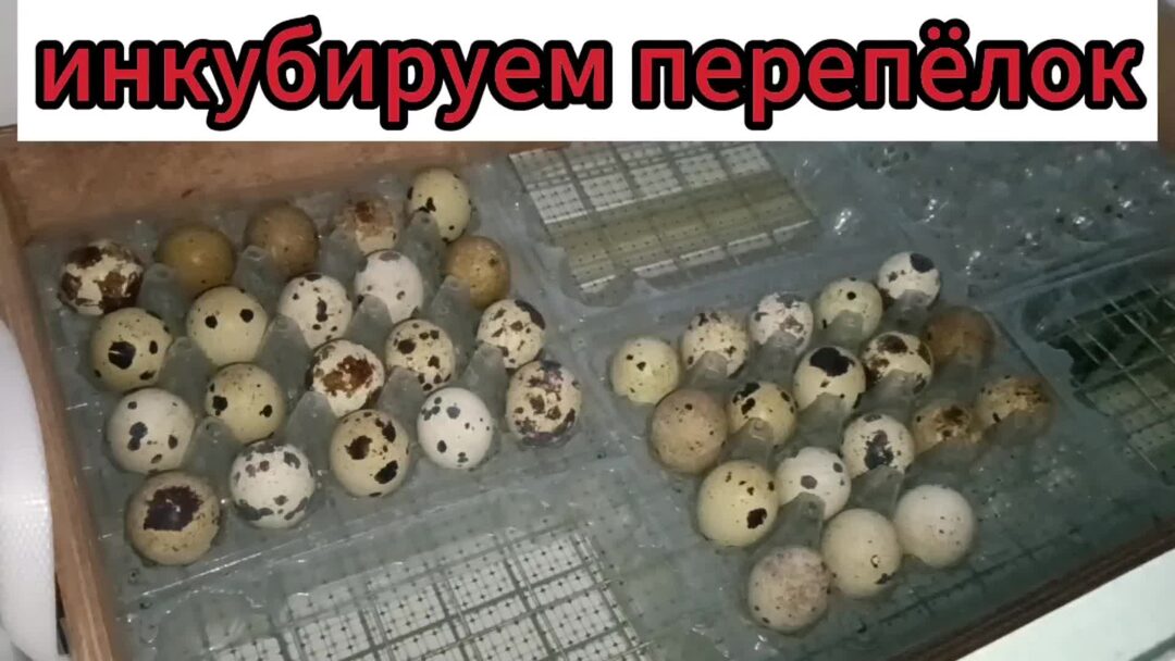 Как кормить маленьких черепашек. Как кормить маленьких черепашек