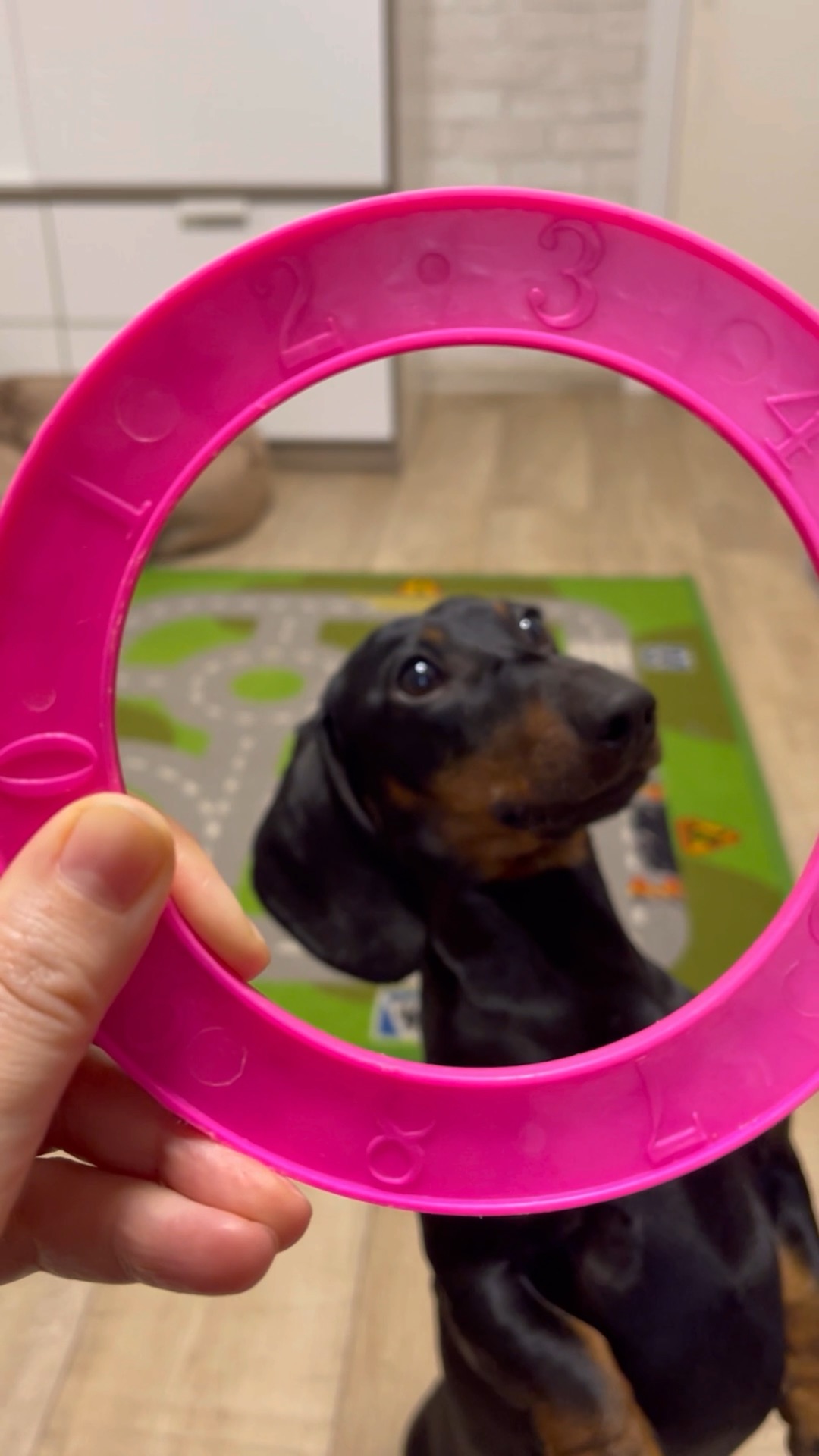 Такса блоггер симба. Такса блоггер симба. Такса блоггер симба. Благодарная такса. Такса блоггер симба.