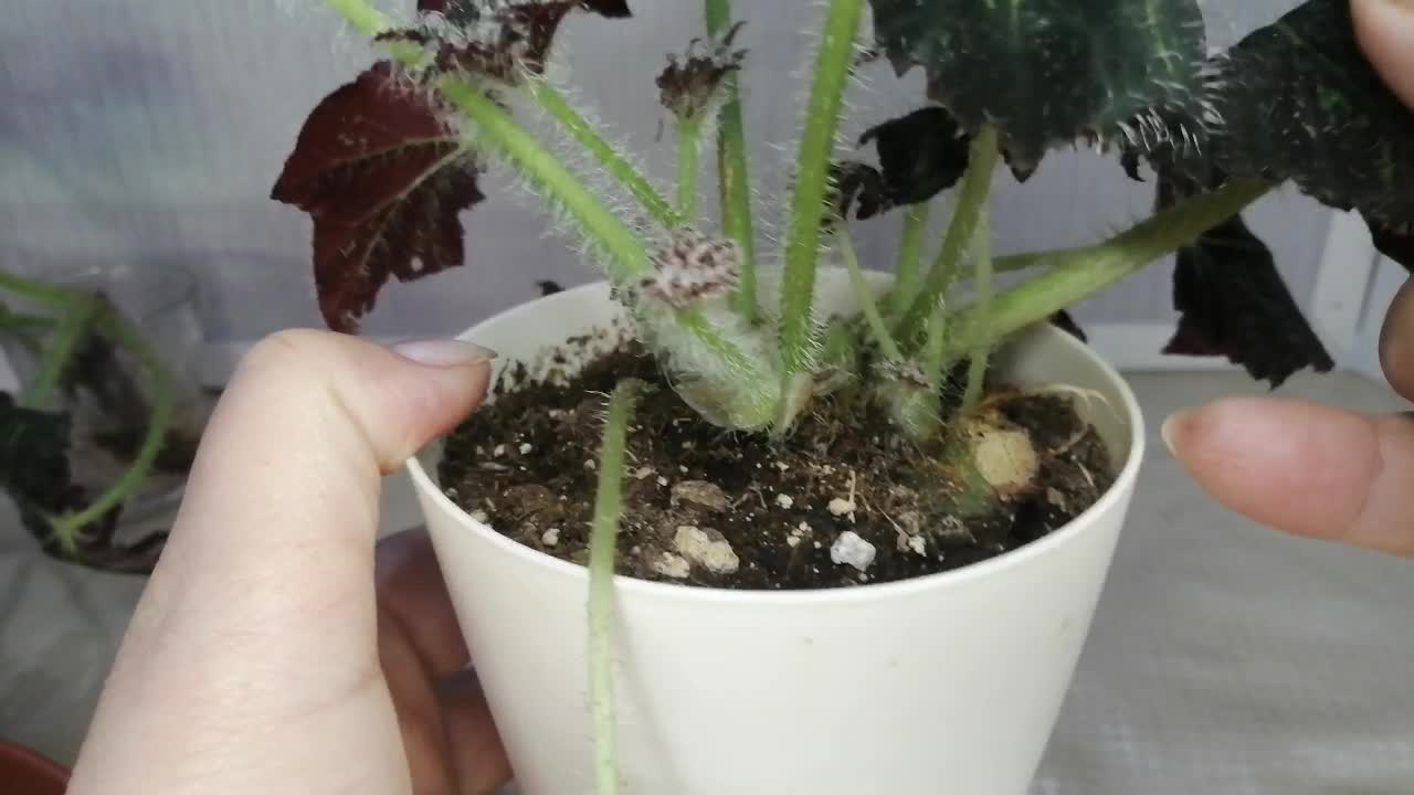 сажаем бегонию вечноцветущую