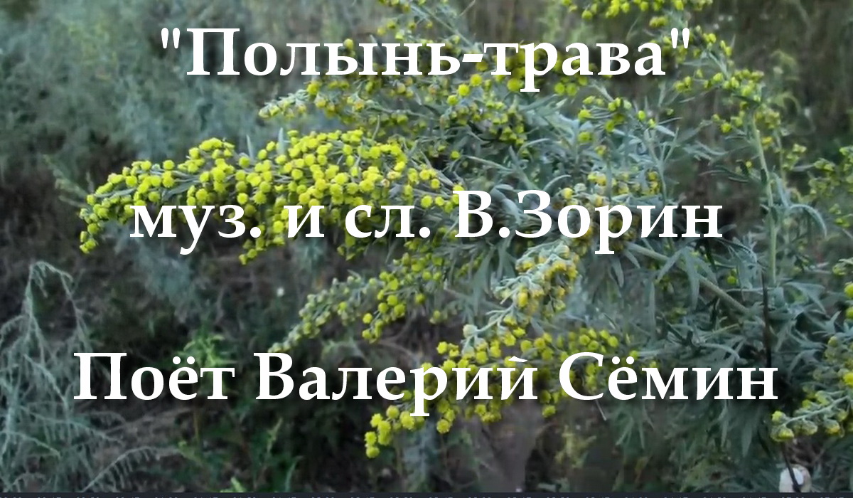 любовь моя. валерий сёмин половиночка моя. валерий семин полынь трава текст. текст песни полынь трава. песня полынь трава валерий семин.