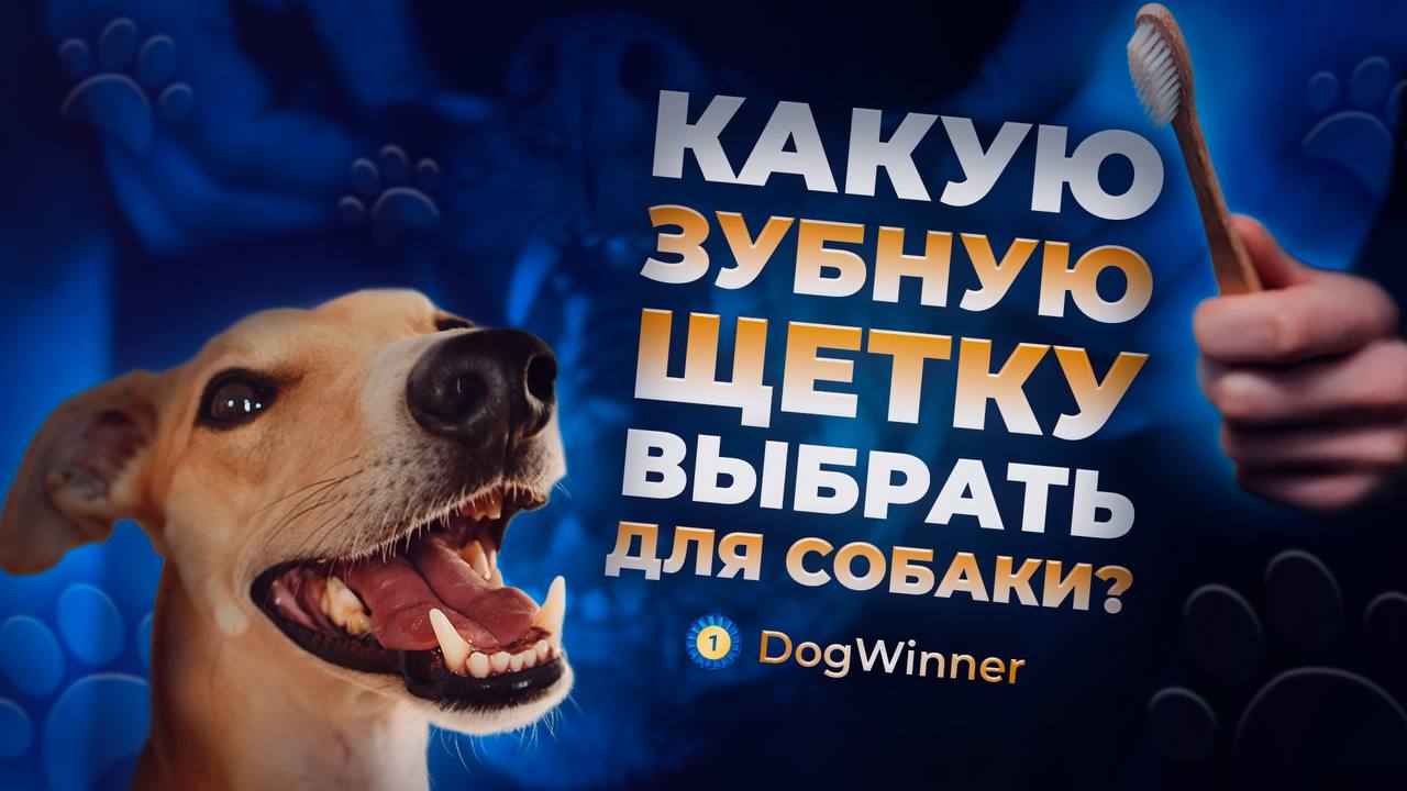 сочинение рассуждение на тему собака друг человека. нюх собаки. почему из сотен других собака выбрала. почему из сотен других собака выбрала. белли из собачья жизнь.