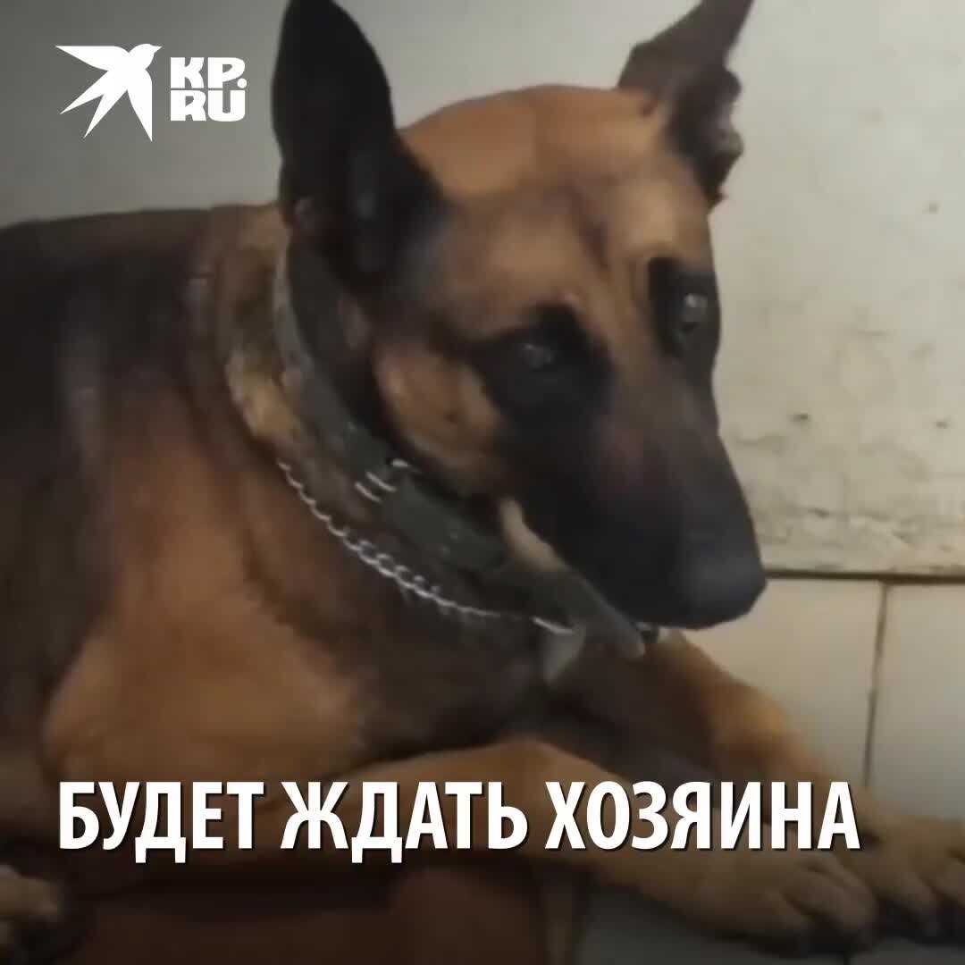 Возвращение хозяина