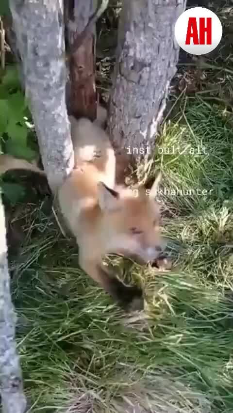 Девочка застряла меж двух деревьев. Застряла между двух деревьев. Застряла между двух деревьев. Анекдоты про лису. Пума отдыхает на дереве.