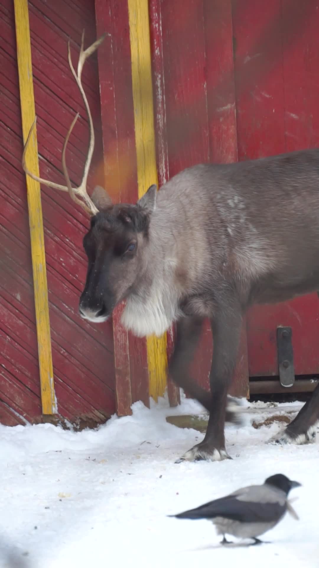 густой ельник у дороги. рога лося в благородном олене и северном олене. куплю рога лося, оленя, марала. описание оленя. оленьи рога какое прилагательное.