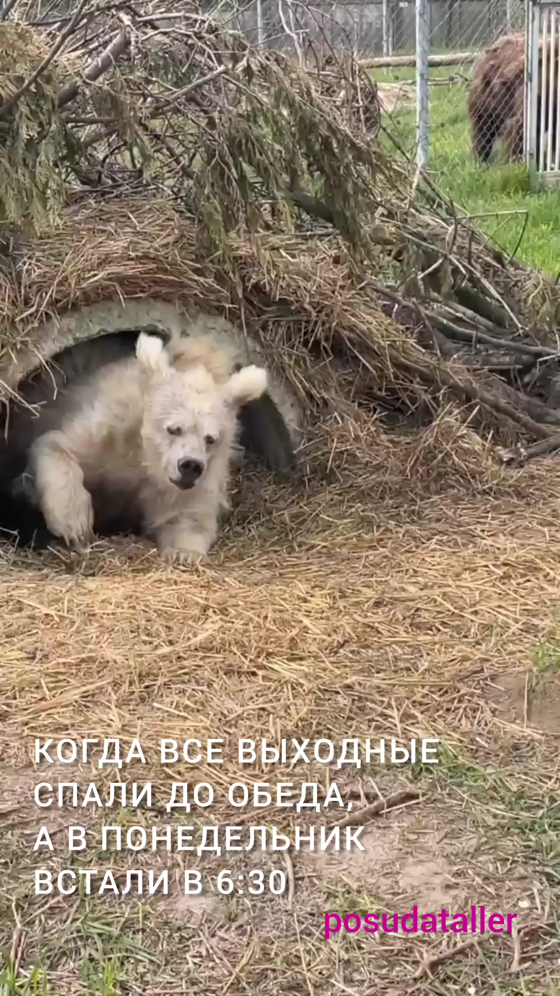 Медвежья берлога фото как выглядит