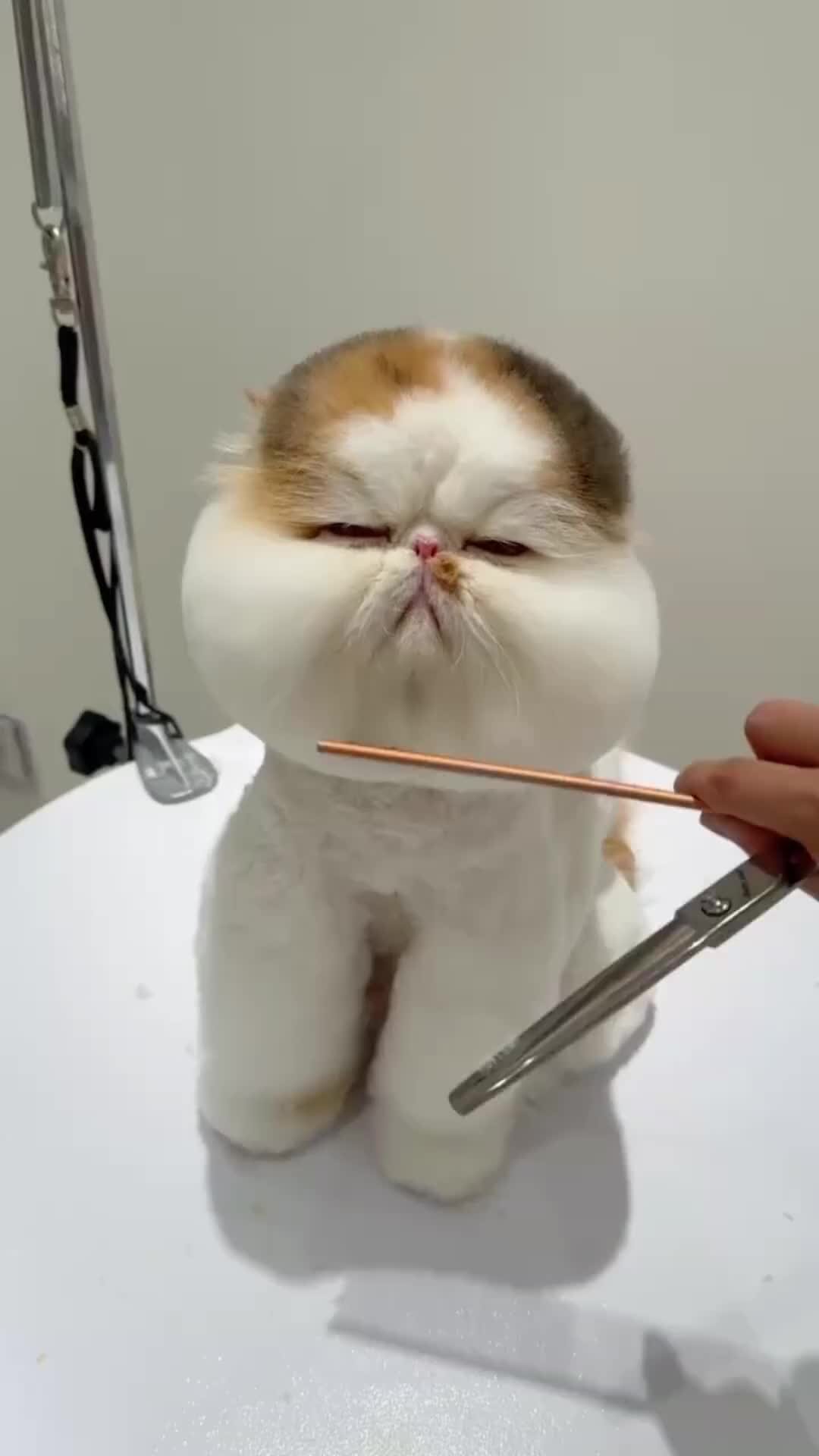 Щекастый кот