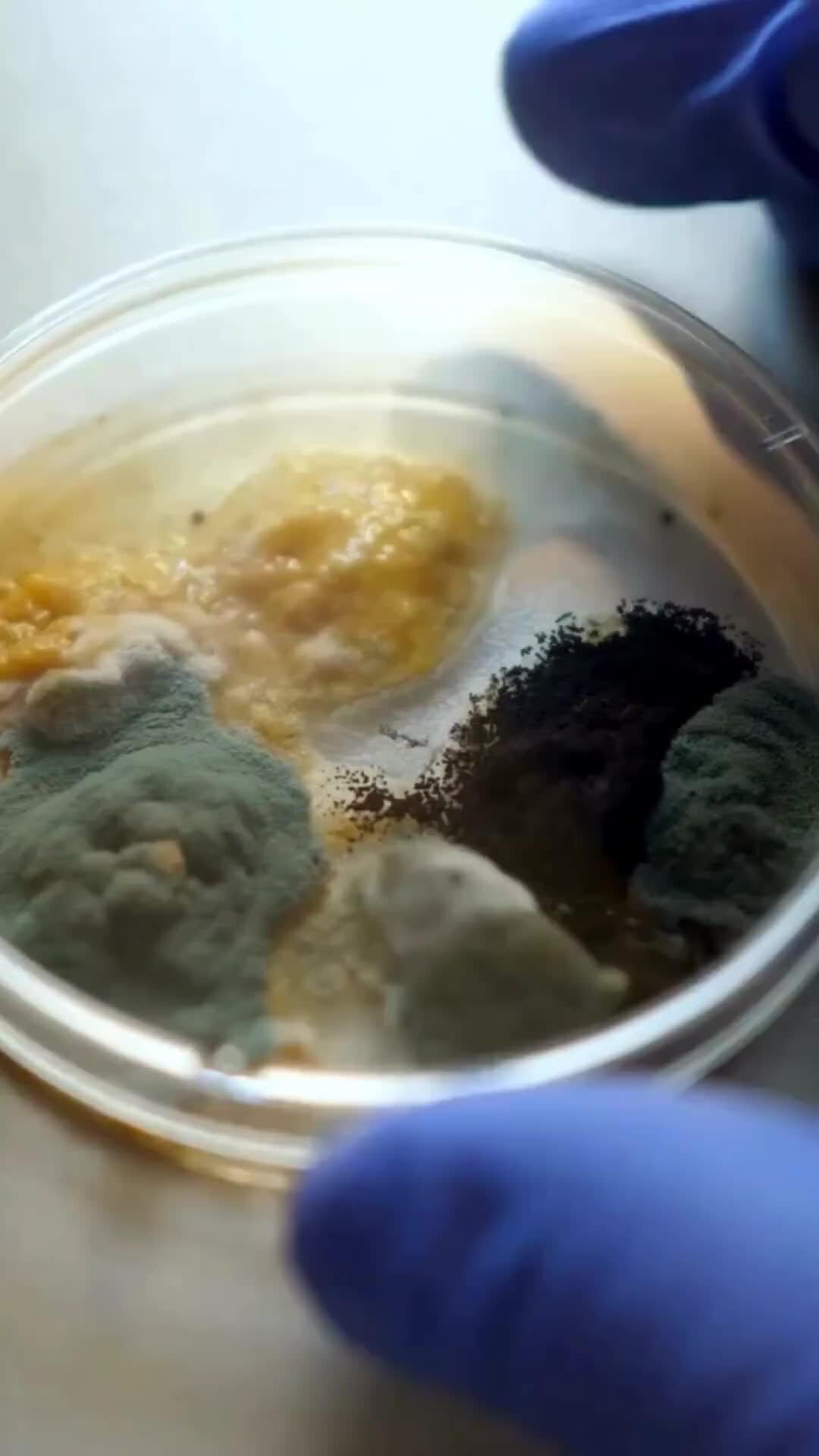 биотехнология микроводорослей. питательная среда wpm состав. питательная среда для хлореллы состав. питательная среда для хлореллы. питательная среда для хлореллы.