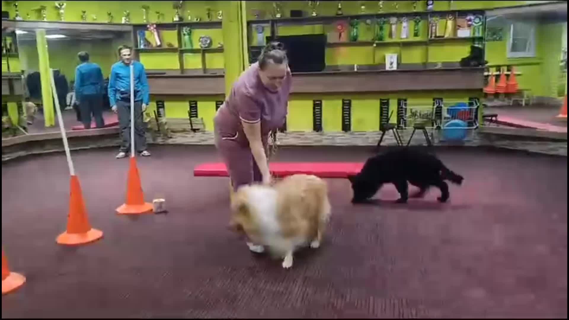 Занятие собачка